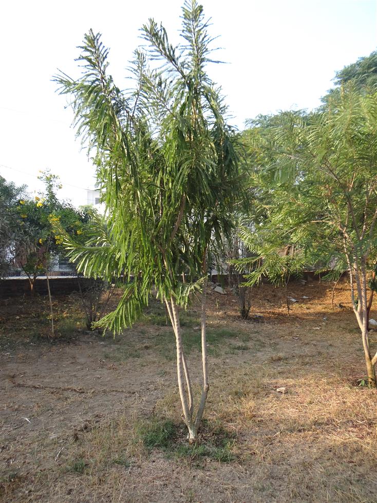 Phyllanthus emblica